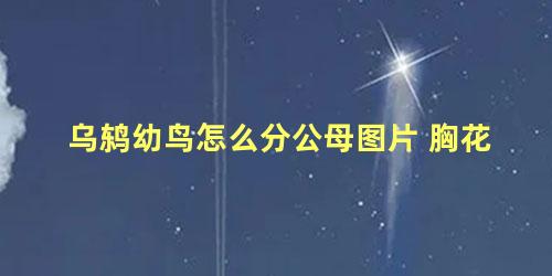乌鸫幼鸟怎么分公母图片 胸花